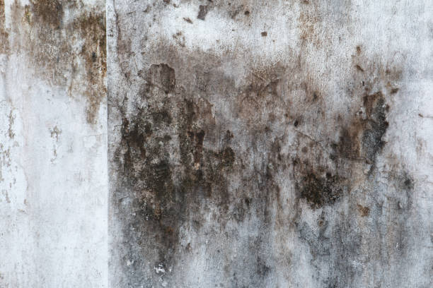 Best Post-Construction Mold Inspection  in Mahanoy City, PA
