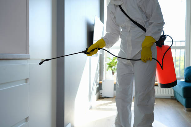 Best Attic Mold Removal  in Mahanoy City, PA