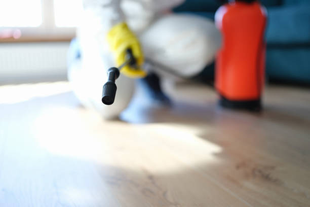 Trusted Mahanoy City, PA Mold Removal Experts